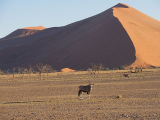 Bild Eine Rundreise durch Namibia - Von Sossusvlei nach Windhoek  Reisebericht